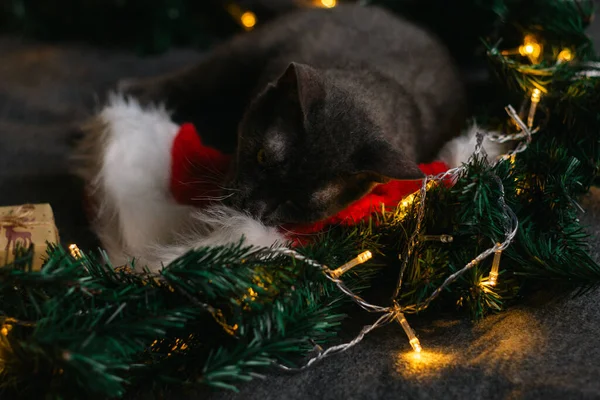 Šedá Kočka Ležící Vedle Jedlových Větví Čepice Santa Claus Věnce — Stock fotografie
