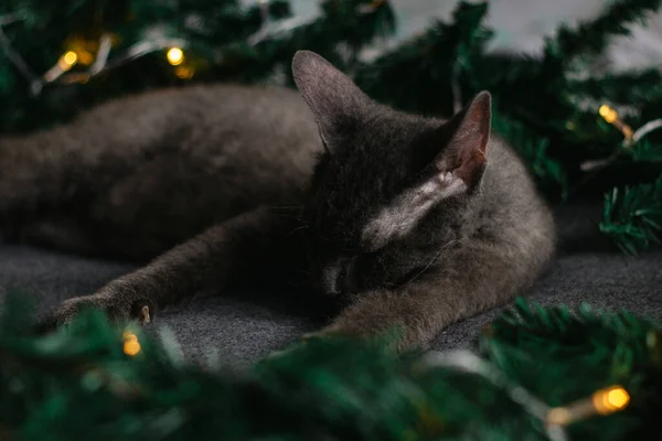 Grey Cat Sleeps Next Fir Branches Gift Concept Cozy Home — Stock Photo, Image