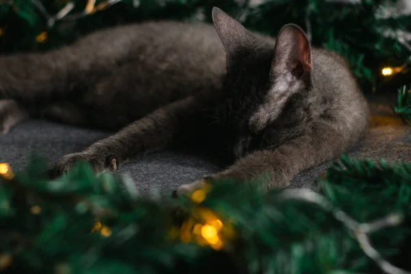 Gatto Grigio Dorme Accanto Rami Abete Regalo Concetto Una Casa — Foto Stock