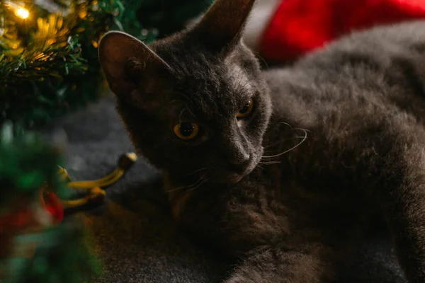 Noel Baba şapkası ve köknar dallarının yanında yatan gri kedi. Işıklar çelengi. Noel için rahat bir ev kavramı..