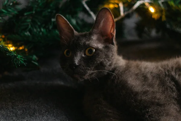 Gray Cat Lying Next Fir Branches Santa Claus Hat Garland — Stock Photo, Image