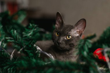 Noel Baba şapkası ve köknar dallarının yanında yatan gri kedi. Işıklar çelengi. Noel için rahat bir ev kavramı..