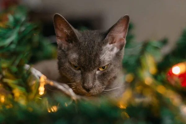 Noel Baba Şapkası Köknar Dallarının Yanında Yatan Gri Kedi Işıklar — Stok fotoğraf