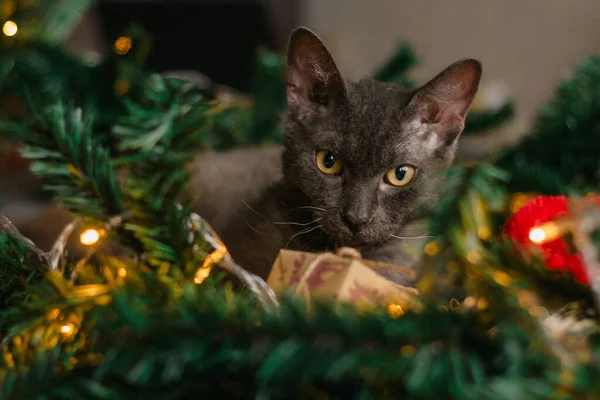 Noel Baba şapkası ve köknar dallarının yanında yatan gri kedi. Işıklar çelengi. Noel için rahat bir ev kavramı..
