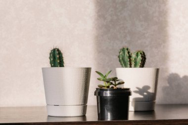 İçerideki bitkiler beyaz ve siyah tencereler içinde masanın üstünde, güneş ışığının altında..