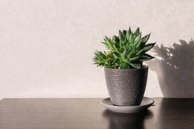 İçerideki bitkiler beyaz ve siyah tencereler içinde masanın üstünde, güneş ışığının altında..