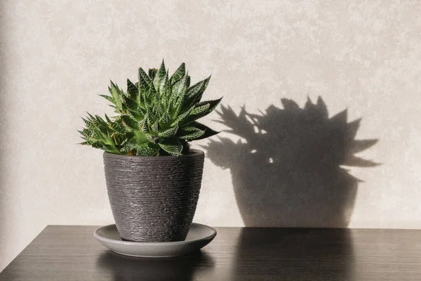 Indoor plants in white and black pots in the room on the table under the sunlight.