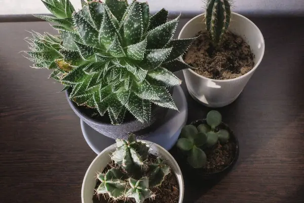 Plantas Interior Macetas Blancas Negras Habitación Sobre Mesa Bajo Luz —  Fotos de Stock