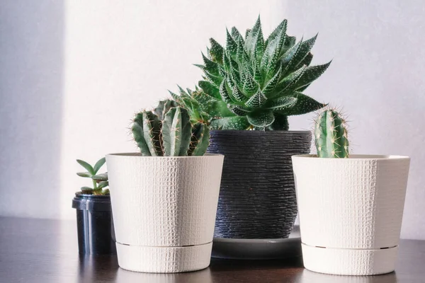 Plantas Interior Macetas Blancas Negras Habitación Sobre Mesa Bajo Luz — Foto de Stock