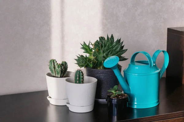 Indoor plants in white and black pots in the room on the table under the sunlight next to a turquoise watering can. Concept of indoor plant care.