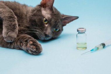 Gri bir kedi mavi bir arka planda bir şırınga ve ilaç şişesinin yanında yatıyor. Tedavi ya da evcil hayvan fotoğrafı aşısı konsepti, veterinerlik kliniği. Ön manzara. Seçici Odaklanma.