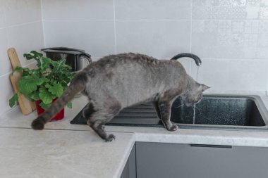 Kıvırcık Sfenks cinsinin gri kedisi mutfak lavabosunda otururken musluktan su içer..
