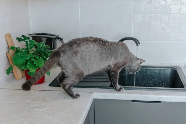 Gray Cat Curly Sphinx Breed Drinks Water Tap While Sitting — Stock Photo, Image