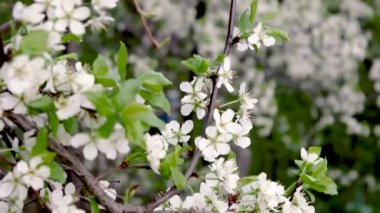 Erik ağacı. Rüzgarda sallanan bir ağaç dalında bahar beyaz çiçekleri. Erik ağacı çiçek açtı.