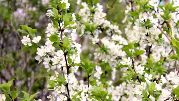 Plum Tree Spring White Flowers Tree Branch Swing Wind Plum — Stock Video