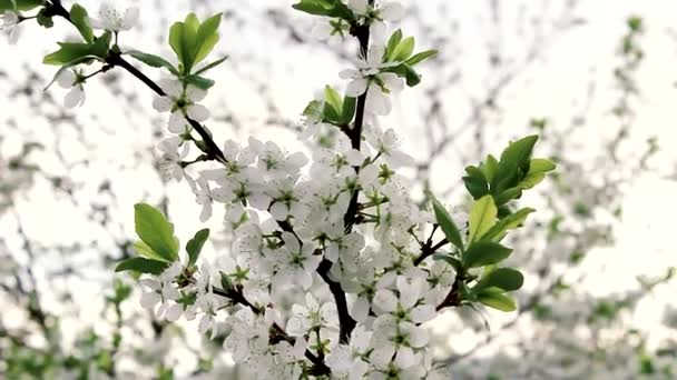 Śliwka Wiosna Białe Kwiaty Gałęzi Drzewa Huśtawka Wietrze Śliwka Rozkwicie — Wideo stockowe