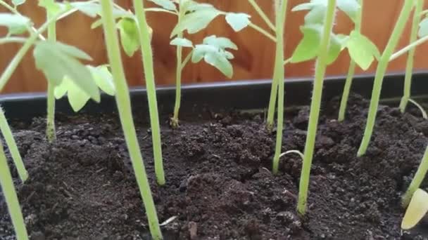 Jovens Brotos Tomate Jardim Uma Varanda Madeira Cultivando Mudas Vegetais — Vídeo de Stock