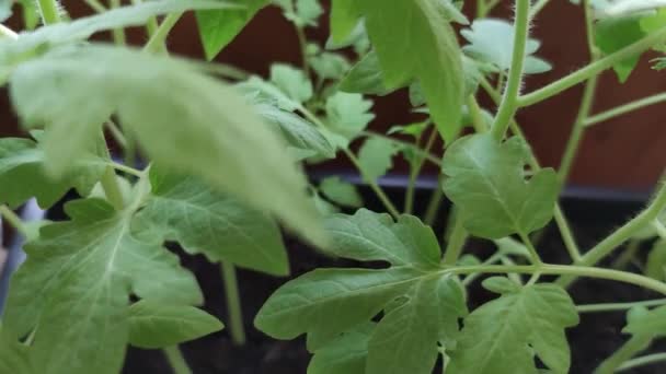 若いトマトは木製のバルコニーの庭で芽を出します 自宅で有機野菜苗を栽培しています 温室栽培植物 選択的焦点 — ストック動画