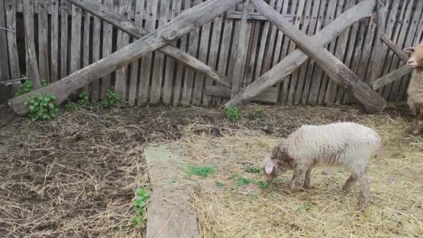 Ein Lamm Läuft Einem Holzstall — Stockvideo