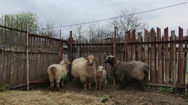 Zwei Schafe Ein Widder Und Ein Lamm Gehen Den Stall — Stockvideo
