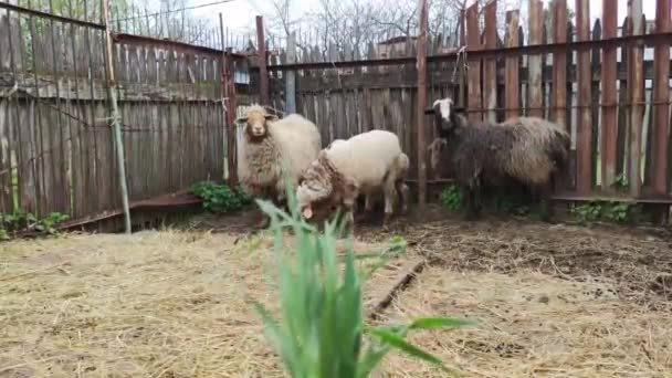 Két Birka Egy Kos Egy Bárány Sétálnak Pajtában Megijednek — Stock videók