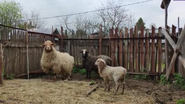 Zwei Schafe Ein Widder Und Ein Lamm Gehen Den Stall — Stockvideo