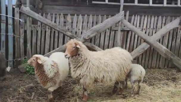 Twee Schapen Een Ram Een Lam Lopen Schuur Bang — Stockvideo