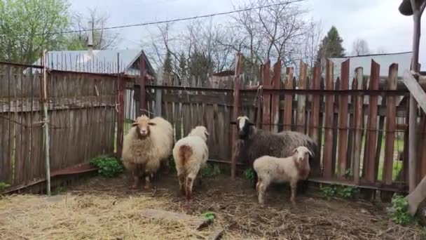 Zwei Schafe Ein Widder Und Ein Lamm Gehen Den Stall — Stockvideo