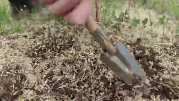 Close Mão Fazendeiro Enxugando Uma Pequena Jardim Uma Planta Cultivada — Vídeo de Stock