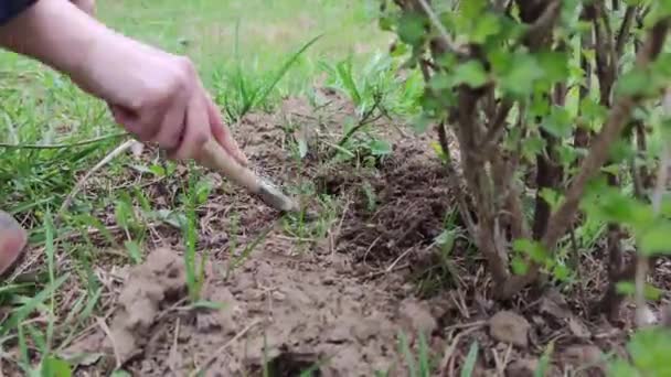 Close Mão Fazendeiro Enxugando Uma Pequena Jardim Uma Planta Cultivada — Vídeo de Stock