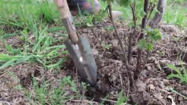 Bir çiftçinin elinin yakından frenk üzümü filizinde küçük bir bahçe küreğini çapalarken.