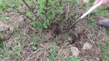 Bektaşi üzümü filizinde küçük bir bahçe küreğini çapalayan bir çiftçinin eli yakın plan.