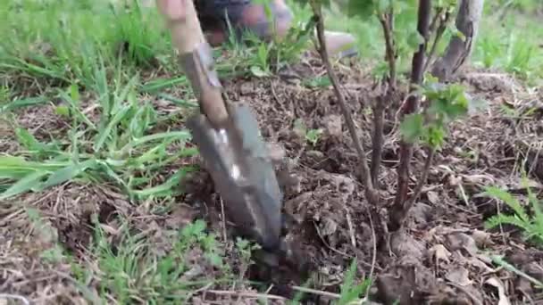 농부의 클로즈업으로 정원에 가루받이를 바르는 농부의 — 비디오