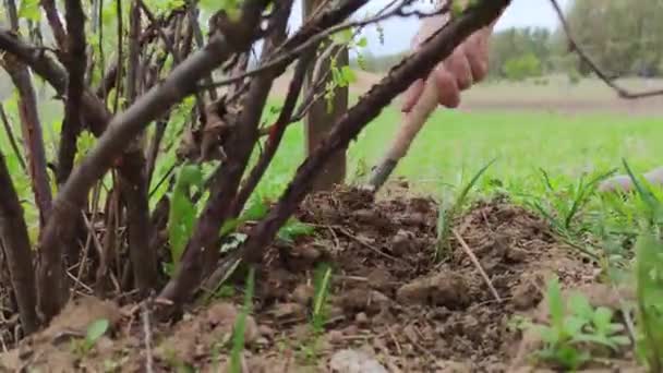 Großaufnahme Der Hand Eines Bauern Der Einen Kleinen Gartenspaten Auf — Stockvideo