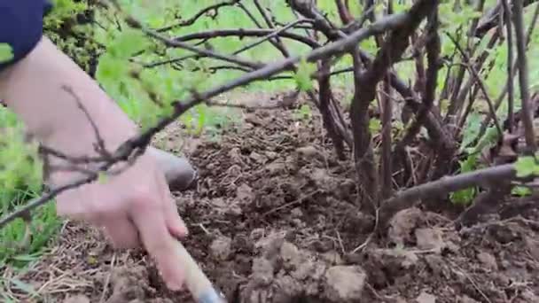 スグリの苗に小さな庭のスペードを持つ農家の手のクローズアップ — ストック動画