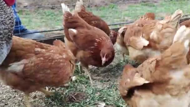 Rote Hühner und ein grauer Hahn laufen im Gehege hin und her. Nahaufnahme — Stockvideo