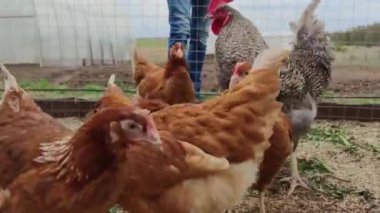 Kahverengi tavuklar otlağın etrafında koşar, erkek çiftçinin bacakları arka planda görünür.