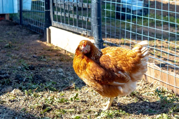 Kahverengi bir tavuk güneşin altında bir örgü örer ve kameraya bakar. Köyde evcil tavuk var..