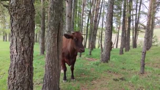 Vaca Olha Para Câmera Lambe Nariz Com Língua Cercada Por — Vídeo de Stock