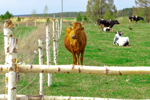 A herd of cows walks behind a fence made of birch logs. Red cow, black and white cows. selective focus.
