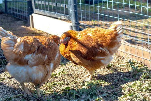 two brown hens look at each other and stand in the sun in a mesh enclosure. Homemade chicken in the village.