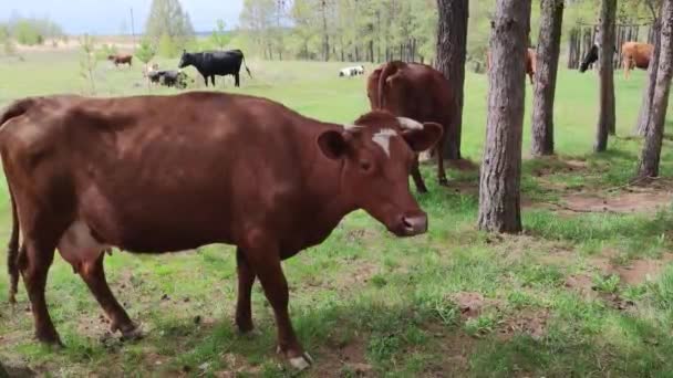 Eine Rote Kuh Mit Einem Weißen Fleck Auf Der Stirn — Stockvideo