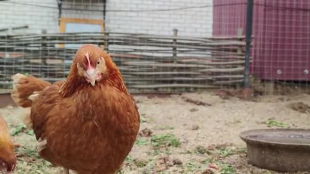 Kırmızı Tavuk Kameraya Bakar Diğer Tavuklar Arka Planda Koşarken Uzaklaşır — Stok video