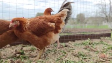 Kırmızı tavuklar ve ağılda ileri geri koşan gri bir horoz. Yakın çekim.