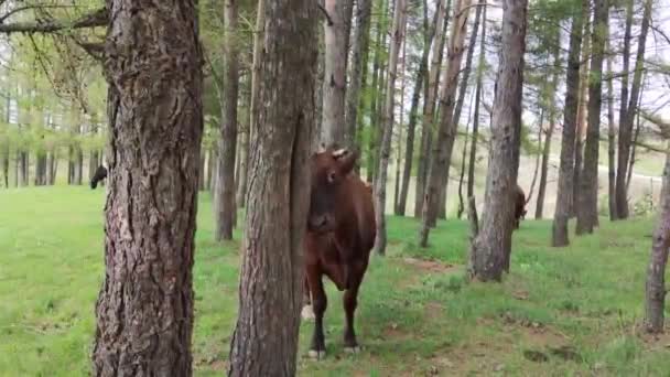 Eine Kuh Blickt Die Kamera Und Kratzt Ihr Gesicht Gegen — Stockvideo