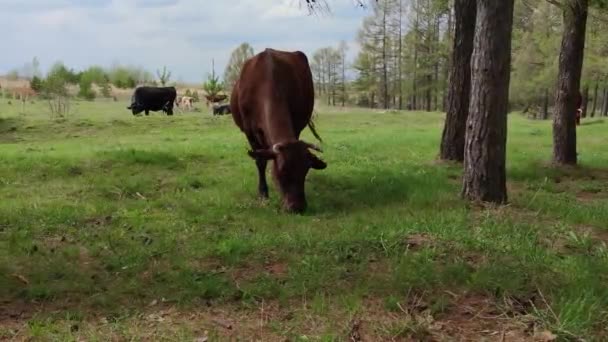 Een Rode Koe Uit Kudde Graast Vers Groen Gras Aan — Stockvideo