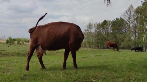 Vaca Roja Golpea Las Moscas Con Cola Mira Hacia Otro — Vídeo de stock
