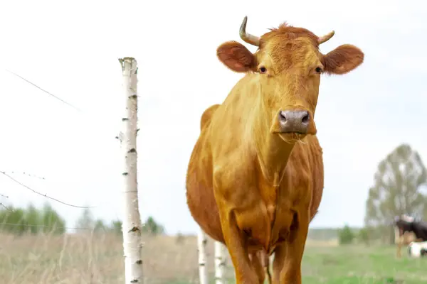 Retrato Una Vaca Roja Caminando Prado Verde Con Una Manada — Foto de Stock