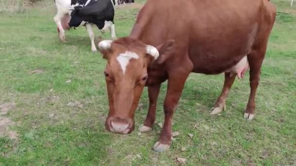 Röda Och Svarta Och Vita Kor Betar Betesmarken Nära Träden — Stockvideo