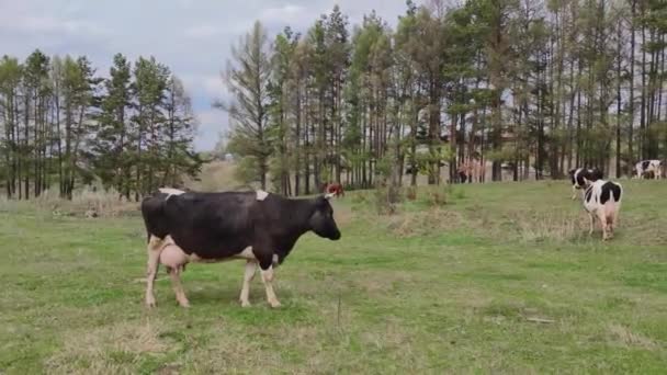 Rote Und Schwarz Weiße Kühe Grasen Auf Der Weide Neben — Stockvideo